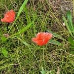 Papaver setiferumBlomst