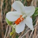 Hibiscus flavifolius Blüte