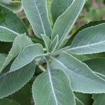 Salvia apiana Blatt