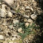 Erodium daucoides Habit