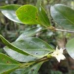 Atractocarpus pseudoterminalis