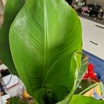 Musa acuminata Feuille