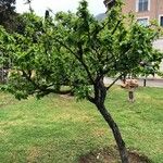 Crataegus germanica Habit