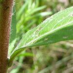 Oenothera paradoxa Leaf