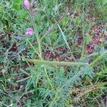 Cleome allamanii 整株植物