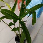 Alpinia zerumbet 葉