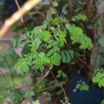 Phyllanthus amarus 葉