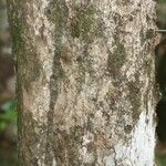 Pouteria ambelaniifolia Escorça