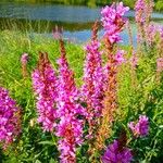 Lythrum virgatumFlower