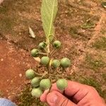 Solanum paniculatum Frucht