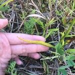 Spiranthes cernua Leaf