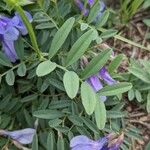 Vicia americana Fuelha