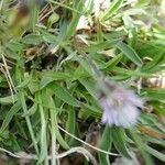 Phyteuma globulariifolium 葉
