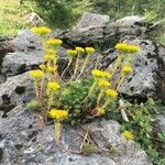 Petrosedum montanum Kukka