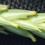 Crucianella angustifolia 花