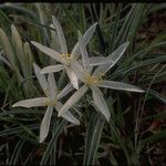 Leucocrinum montanum Flor