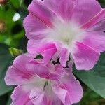 Ipomoea tricolorÕis