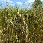 Avena sativa Costuma