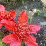 Haemanthus coccineus Květ