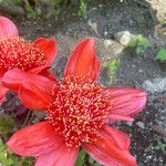 Haemanthus coccineus Flower