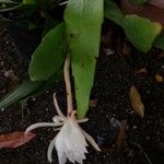 Epiphyllum oxypetalum Blad