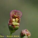 Scrophularia oblongifolia Övriga