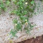 Cotula australis Frunză