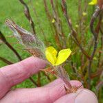 Philydrum lanuginosum Flower