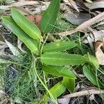 Smilax campestris ഇല