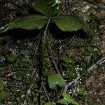 Trillium ovatum Plante entière