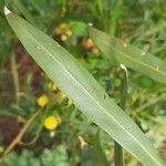 Acacia retinodes Blad