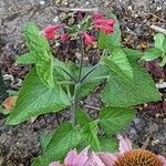 Salvia coccinea Цветок