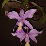 Cattleya warneri Flower