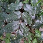 Berberis repens Leaf