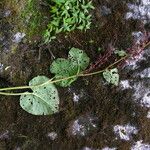 Rheum acuminatum Hábito