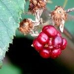 Rubus gratus Vaisius