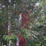Ficus hurlimannii Hábito
