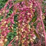 Atriplex hortensis Blüte