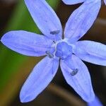 Scilla bifolia Flor