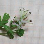 Fumaria bicolor 葉