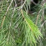 Picea smithiana Leaf