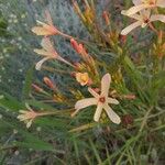 Ixia paniculata Flor