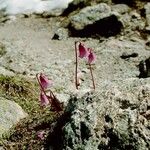 Soldanella pusilla Blomst