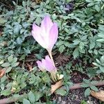 Colchicum lusitanum 花