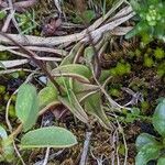 Pinguicula alpina Hoja