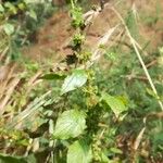 Parietaria mauritanica Flower