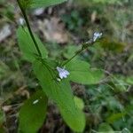 Lobelia inflataFlor