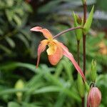 Phragmipedium longifolium Кветка