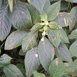 Impatiens parviflora पत्ता