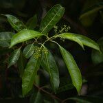 Chionanthus ramiflorus Flower